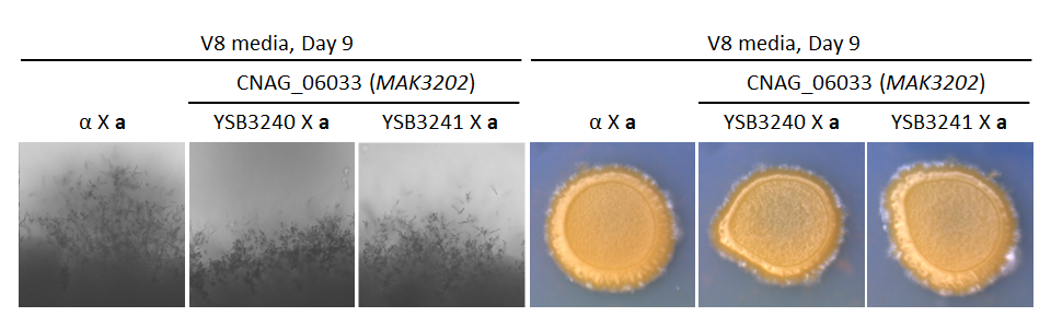 Growth phenotype for CNAG_06033T0