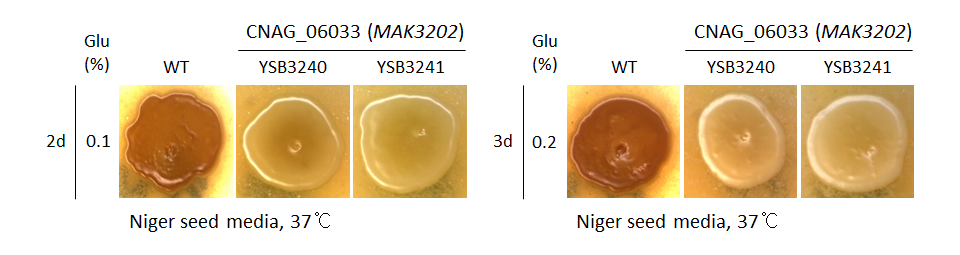 Melanin phenotype for CNAG_06033T0