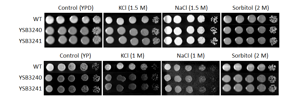 Osmotic stress phenotype for CNAG_06033T0