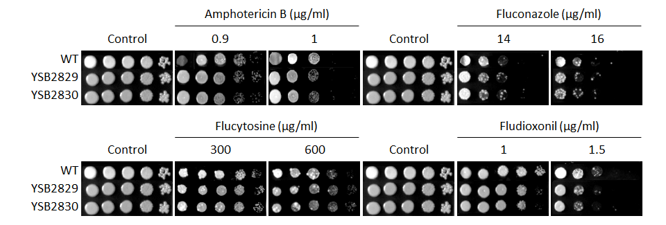 Antifungal drug susceptibility for CNAG_06051T0