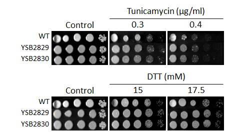 ER stress phenotype for CNAG_06051T0