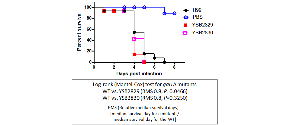 Galleria mellonella virulence data for CNAG_06051T0