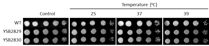 Growth phenotype for CNAG_06051T0