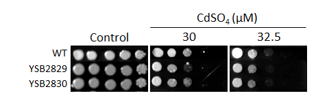 Heavy metal stress phenotype for CNAG_06051T0