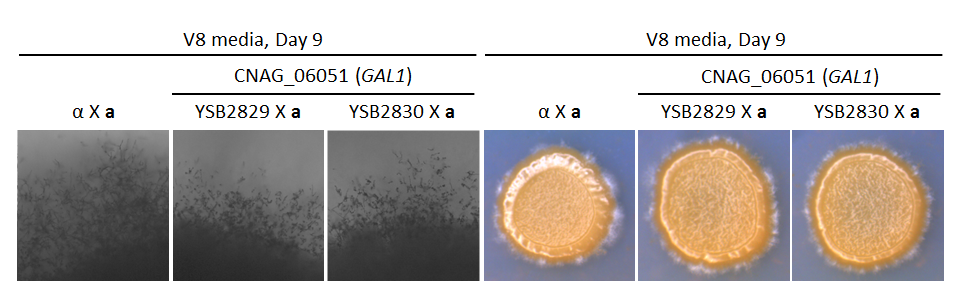 Growth phenotype for CNAG_06051T0