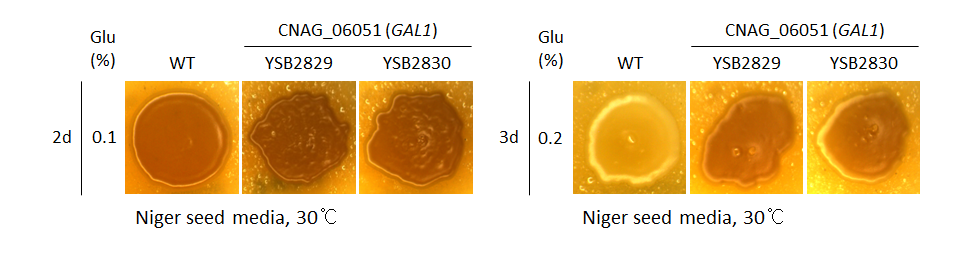 Melanin phenotype for CNAG_06051T0