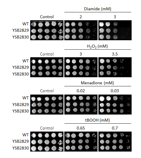 Oxidative stress phenotype for CNAG_06051T0