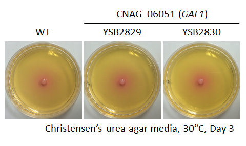 Urease phenotype for CNAG_06051T0