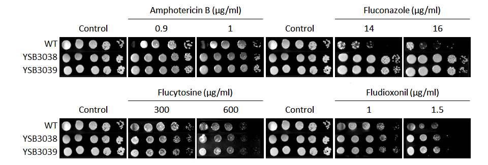 Antifungal drug susceptibility for CNAG_06086T0