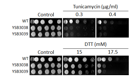 ER stress phenotype for CNAG_06086T0