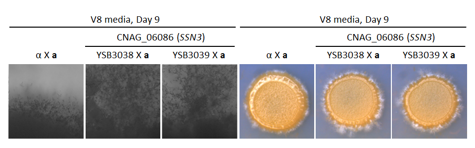 Growth phenotype for CNAG_06086T0