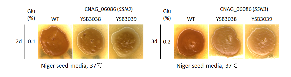 Melanin phenotype for CNAG_06086T0