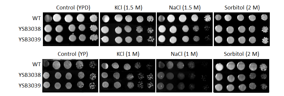 Osmotic stress phenotype for CNAG_06086T0