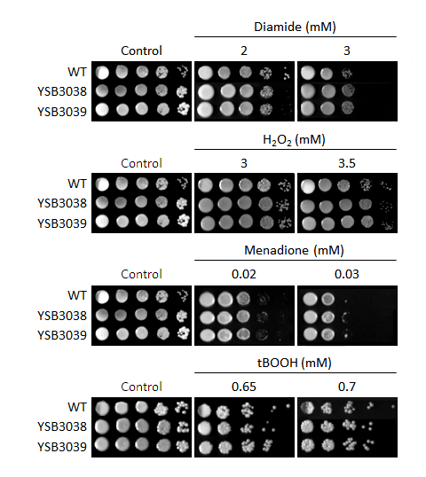Oxidative stress phenotype for CNAG_06086T0