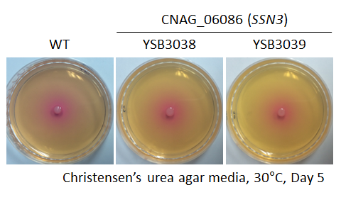 Urease phenotype for CNAG_06086T0