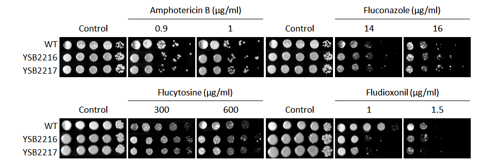 Antifungal drug susceptibility for CNAG_06161T0