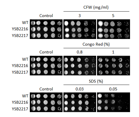 Cell wall stress phenotype for CNAG_06161T0