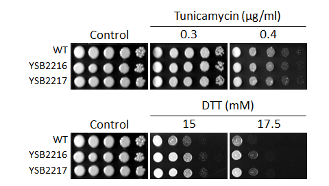ER stress phenotype for CNAG_06161T0