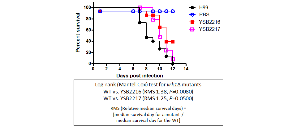 Galleria mellonella virulence data for CNAG_06161T0