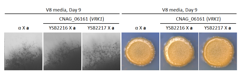 Growth phenotype for CNAG_06161T0