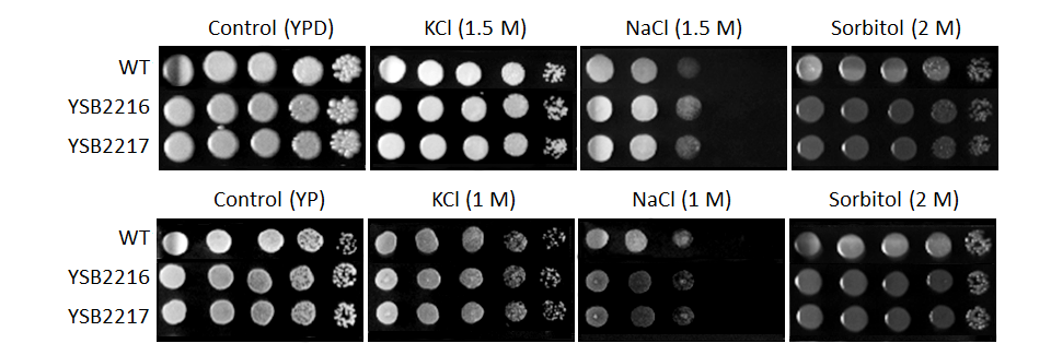 Osmotic stress phenotype for CNAG_06161T0
