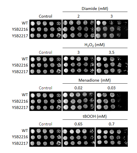 Oxidative stress phenotype for CNAG_06161T0