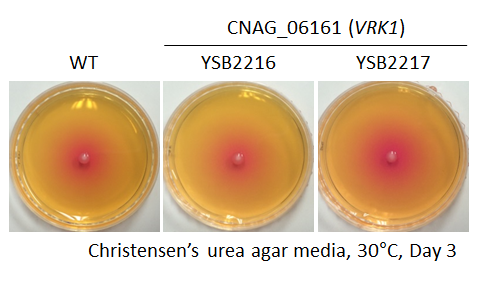 Urease phenotype for CNAG_06161T0