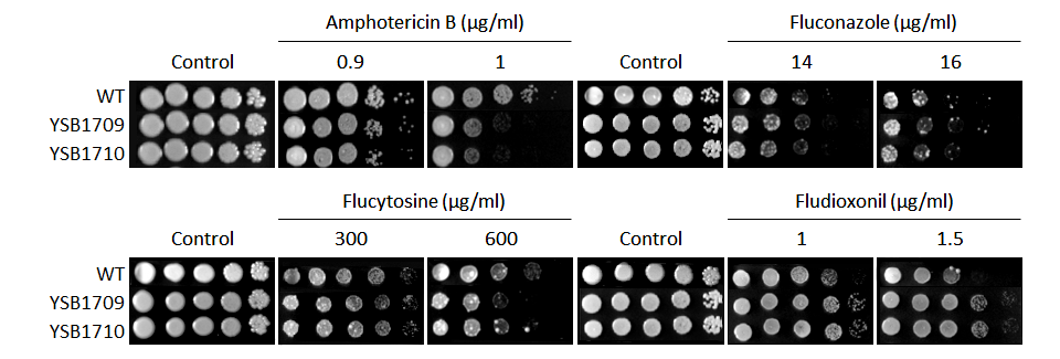 Antifungal drug susceptibility for CNAG_06193T0