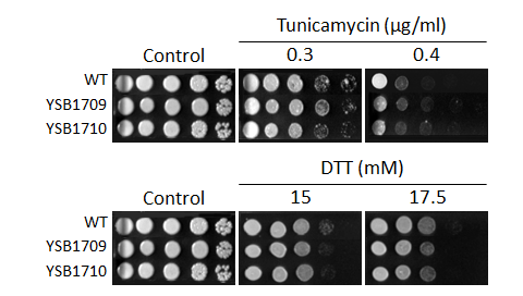 ER stress phenotype for CNAG_06193T0