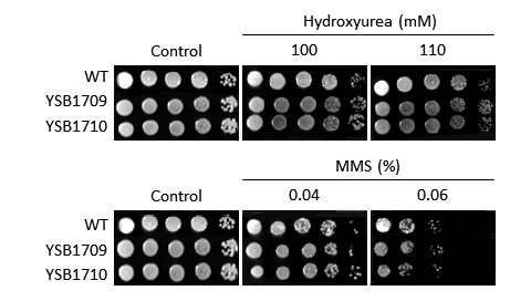 Genotoxic stress phenotype for CNAG_06193T0