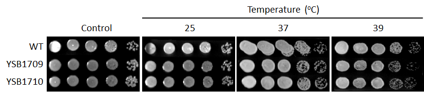 Growth phenotype for CNAG_06193T0