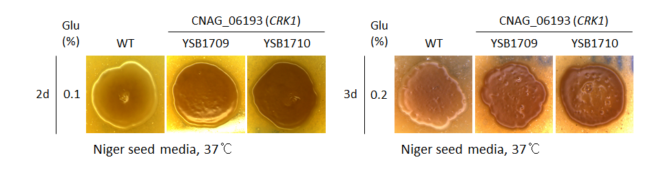Melanin phenotype for CNAG_06193T0