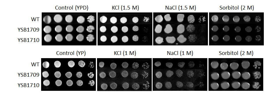 Osmotic stress phenotype for CNAG_06193T0