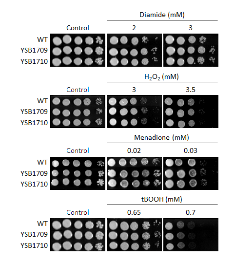 Oxidative stress phenotype for CNAG_06193T0