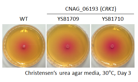 Urease phenotype for CNAG_06193T0