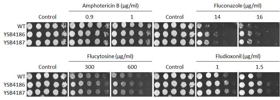 Antifungal drug susceptibility for CNAG_06278T0
