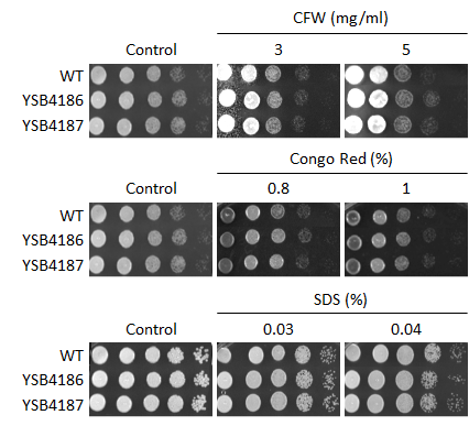Cell wall stress phenotype for CNAG_06278T0