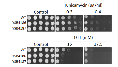 ER stress phenotype for CNAG_06278T0