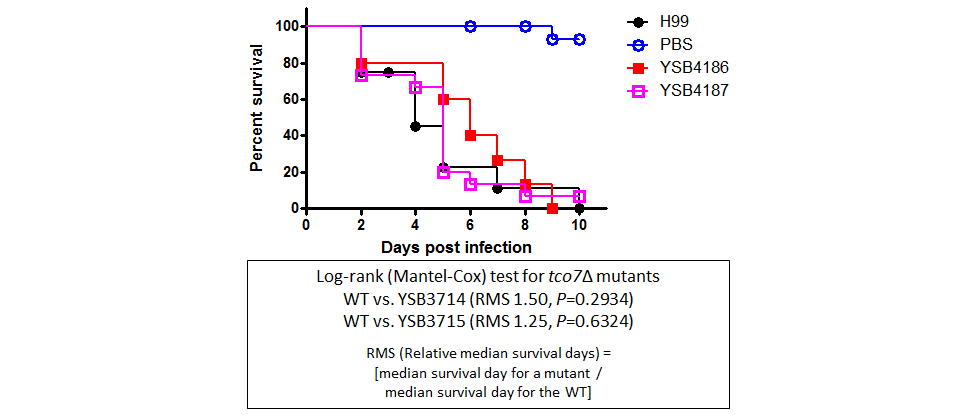 Galleria mellonella virulence data for CNAG_06278T0