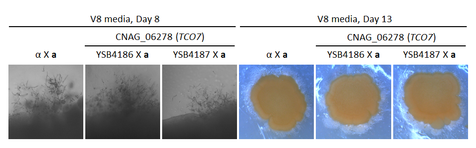 Growth phenotype for CNAG_06278T0
