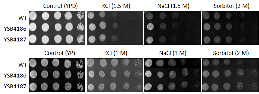 Osmotic stress phenotype for CNAG_06278T0