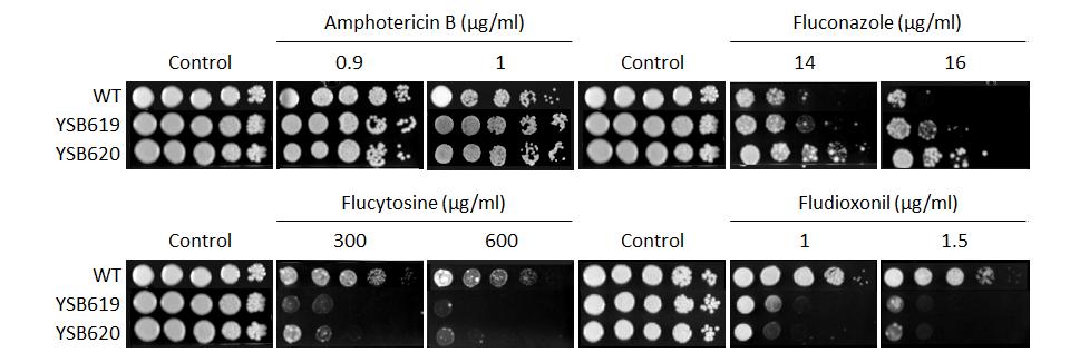 Antifungal drug susceptibility for CNAG_06301T0