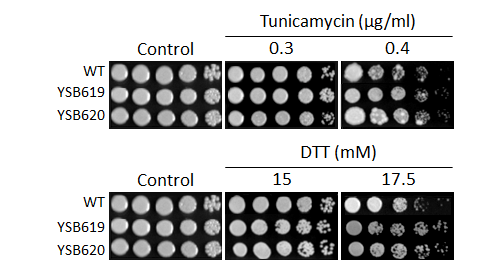 ER stress phenotype for CNAG_06301T0