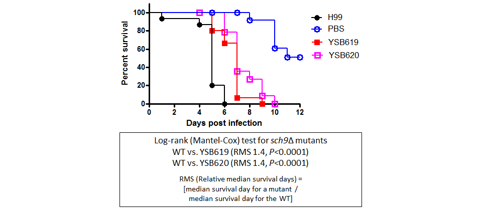 Galleria mellonella virulence data for CNAG_06301T0