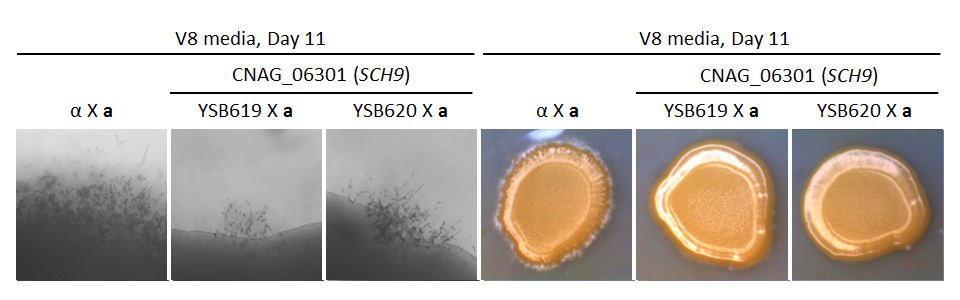 Growth phenotype for CNAG_06301T0