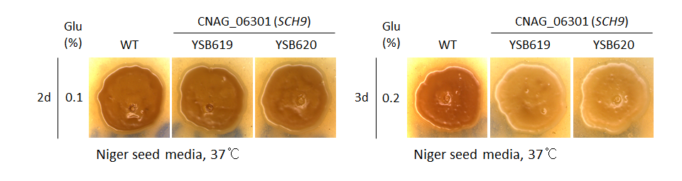 Melanin phenotype for CNAG_06301T0