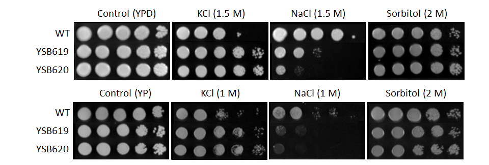 Osmotic stress phenotype for CNAG_06301T0