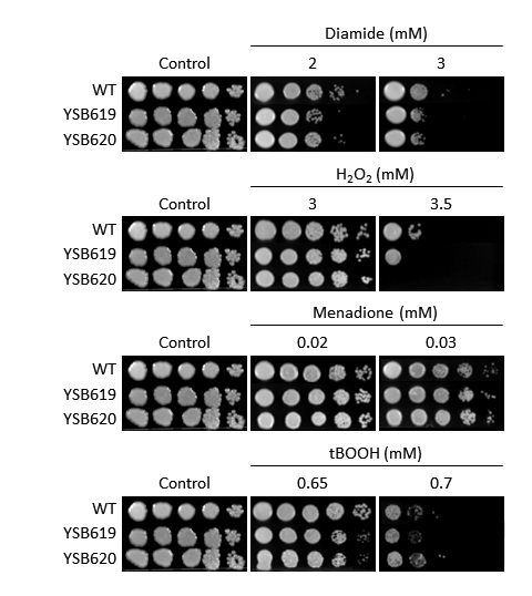 Oxidative stress phenotype for CNAG_06301T0