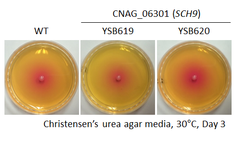 Urease phenotype for CNAG_06301T0