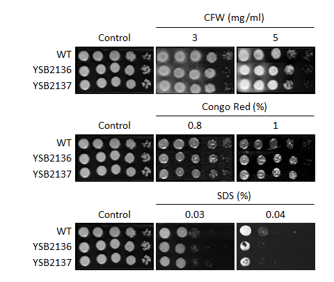 Cell wall stress phenotype for CNAG_06310T0